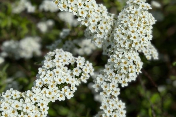 История одного дома